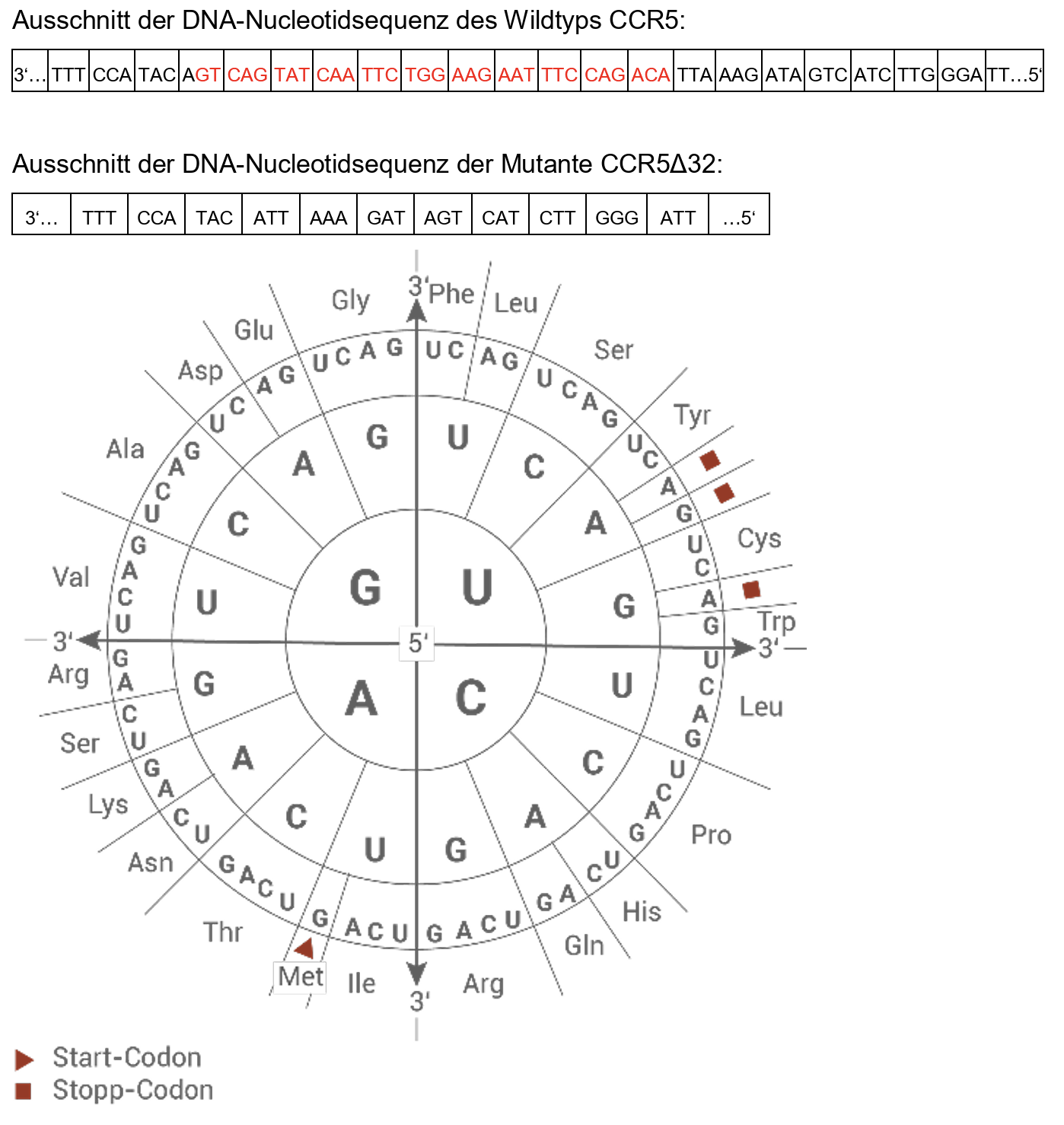 DNA-Sequenzvergleich Wildtyp CCR5 und CCR5Δ32 neben einem Codon-Rad zur Zuordnung von Codons zu Aminosäuren